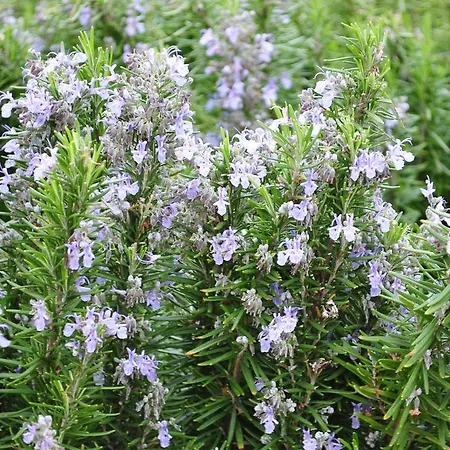 Dendrolivano Apart-hotel Minia