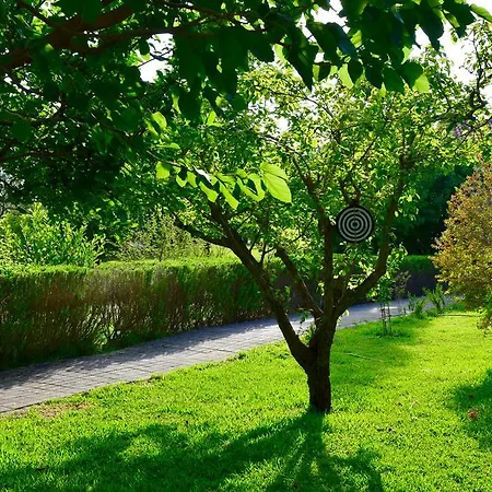 Apart-hotel Dendrolivano