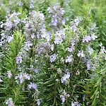 Dendrolivano 아파트호텔 Minia