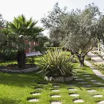 Dendrolivano